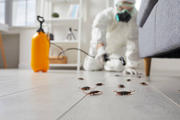 Trusted Rodent Control service in East Palo Alto, CA - Nex Pest Control